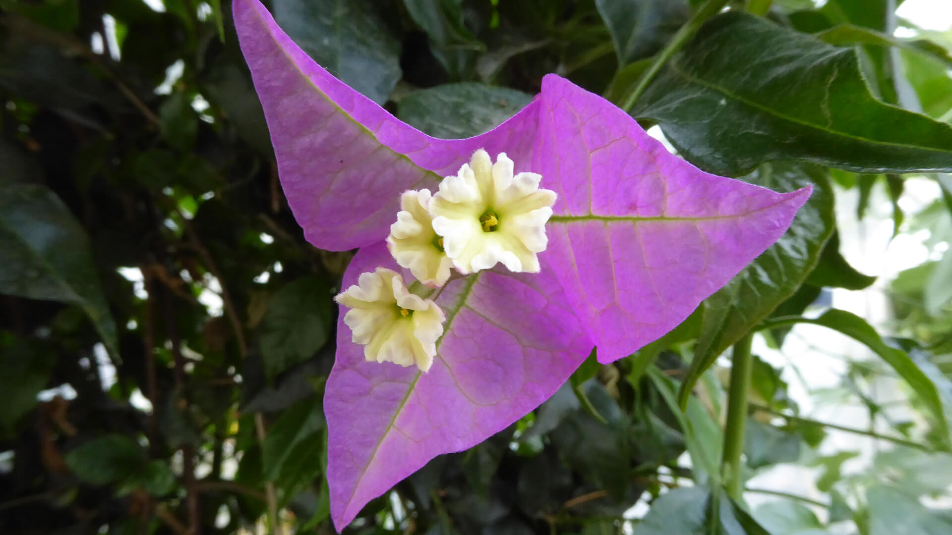 Tre lysegule blomster omgivet af tre rød-lilla højblade