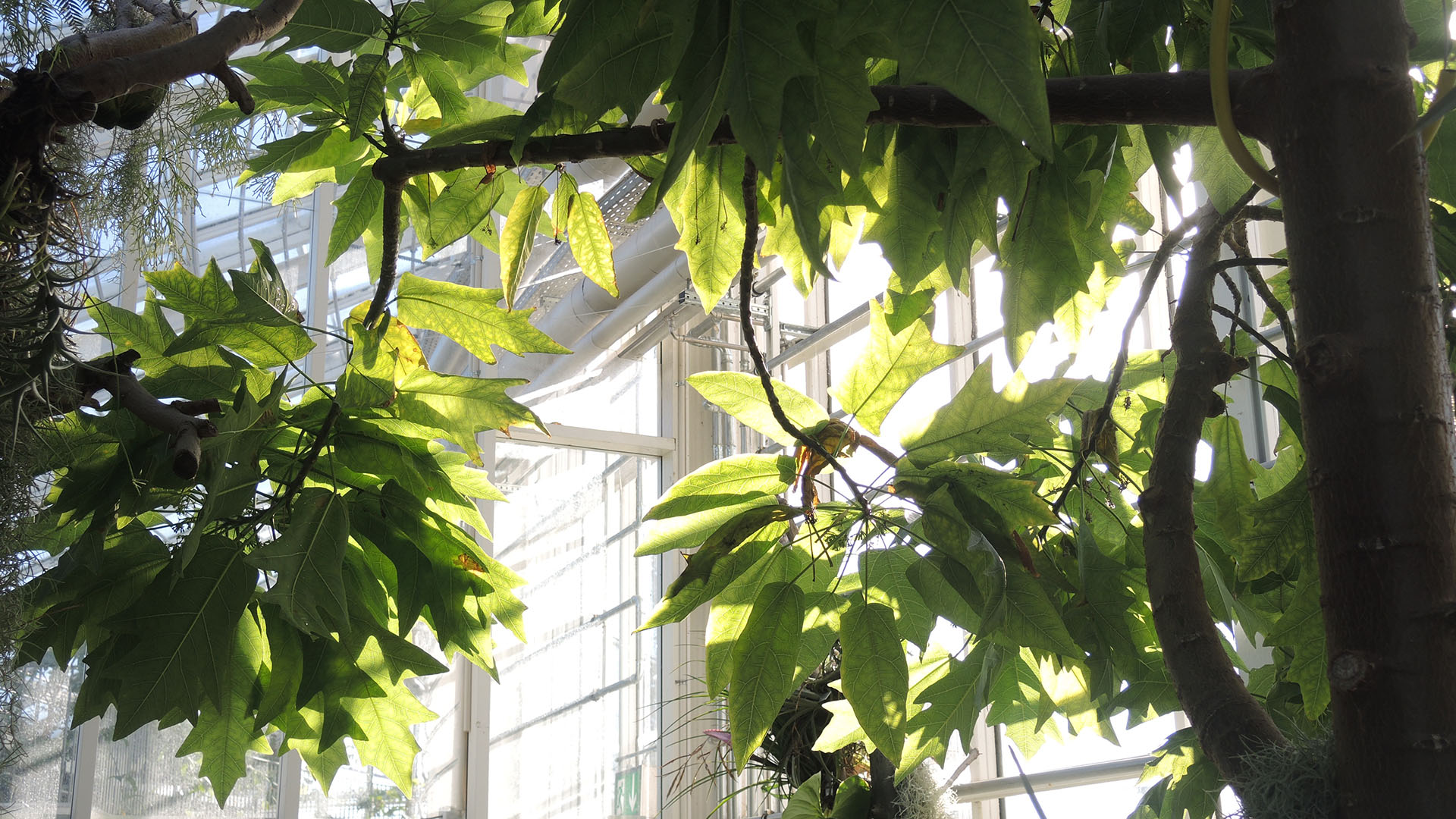 Egebladet papaya i Væksthusene