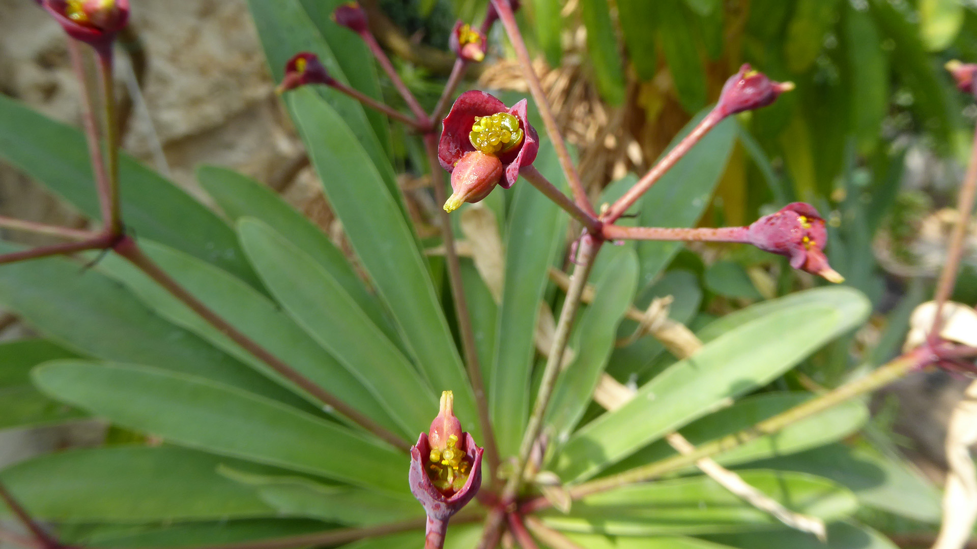 Gomera-vortemælk, blomster