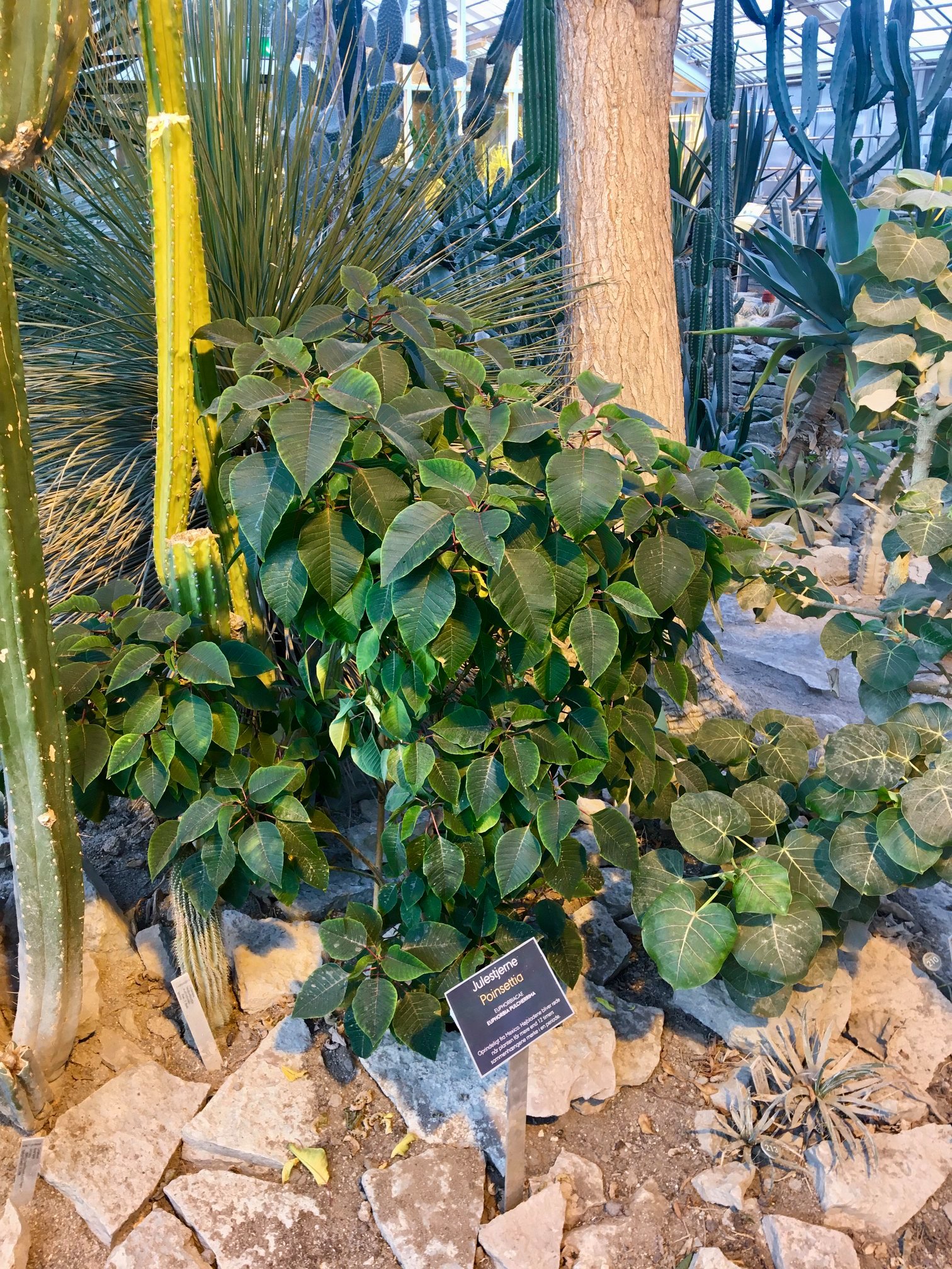 Julestjernen i Væksthusene