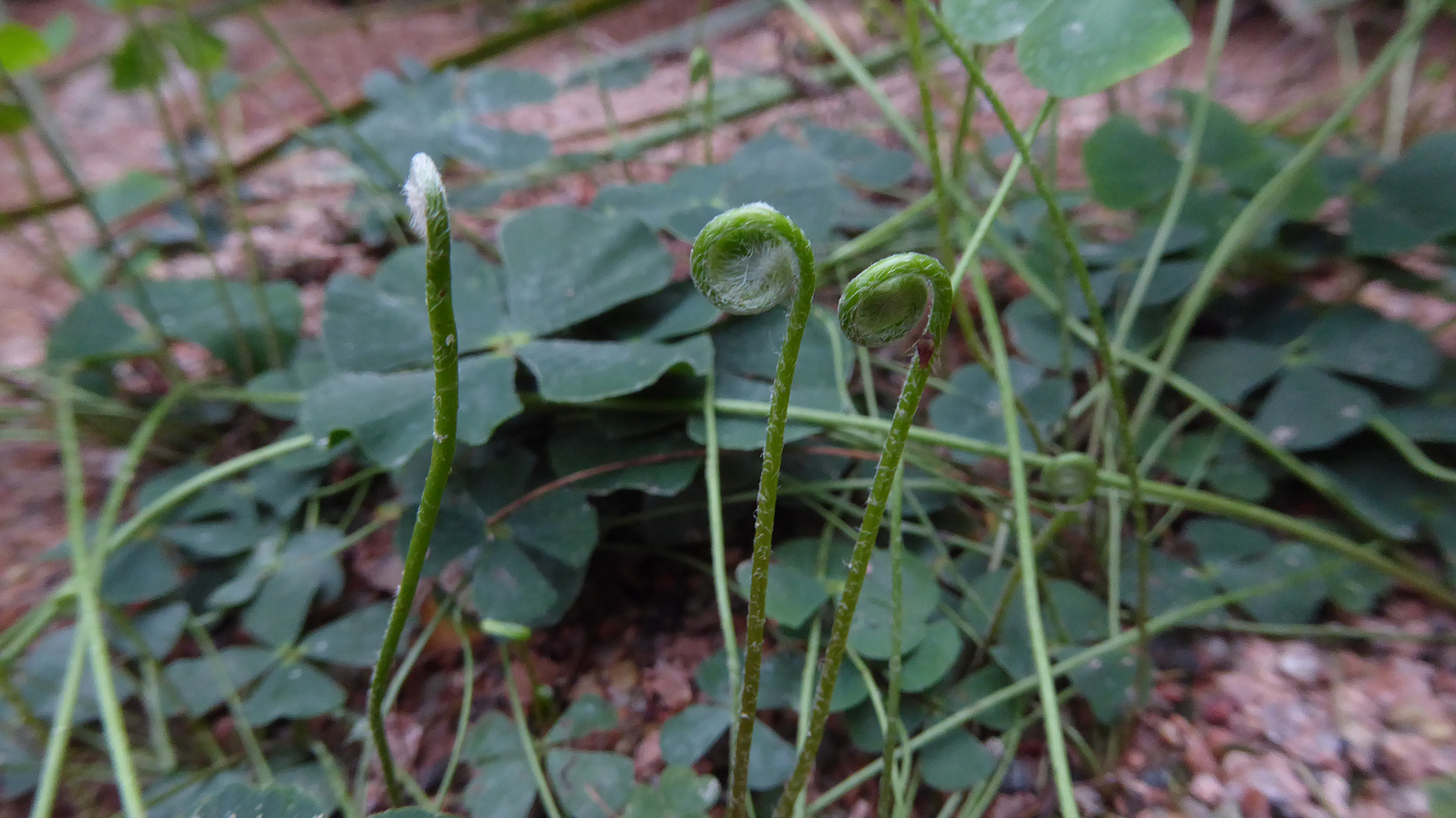 Unge blade er indrullede i spidsenog ligner små bispestave