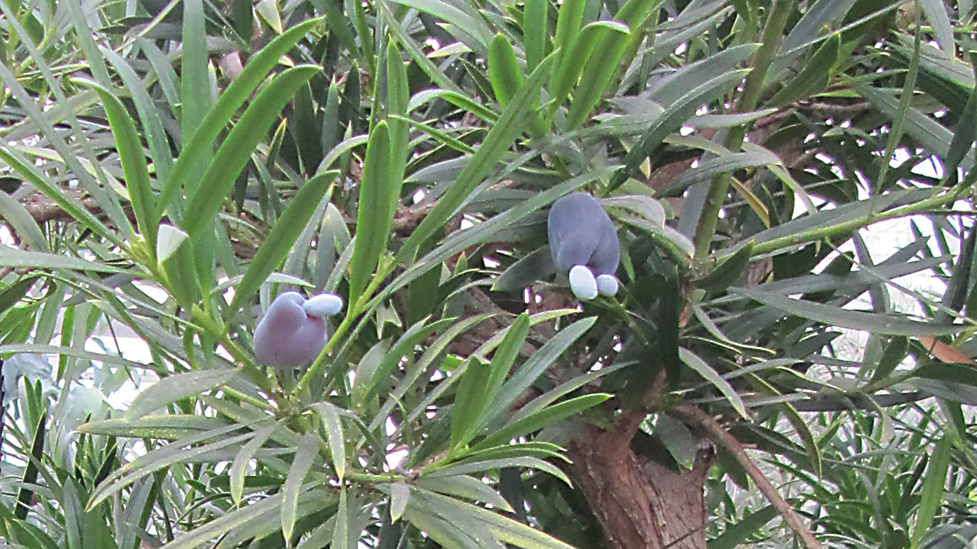 Nerie-sydtaks med frugt