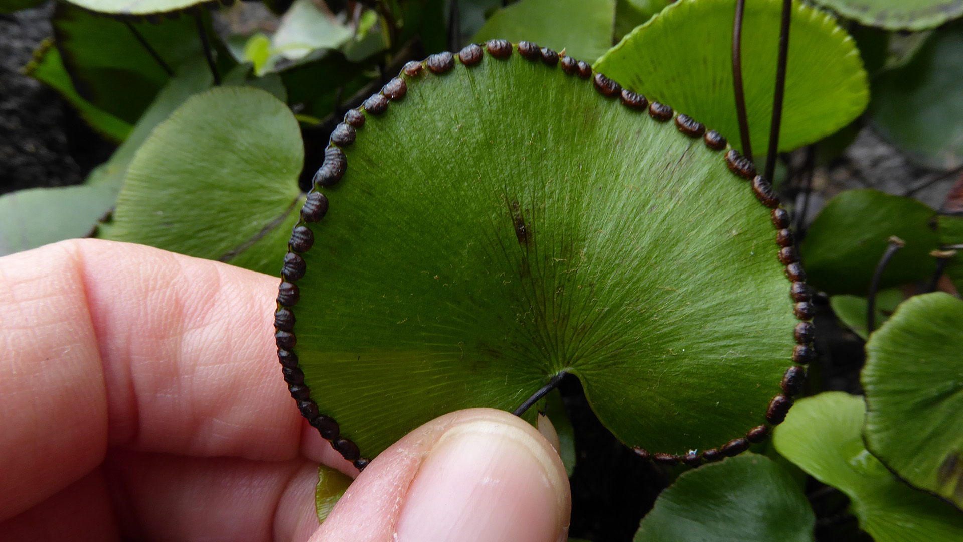 Nyrebladet venushårets runde blad