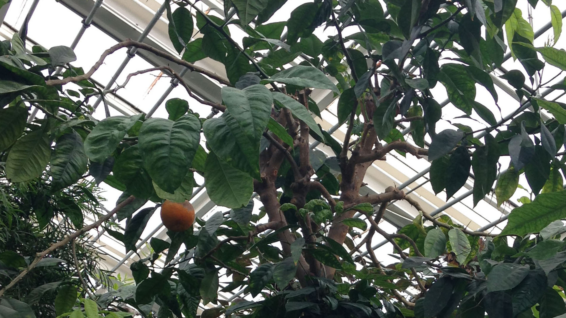 Pomerans i Væksthusene