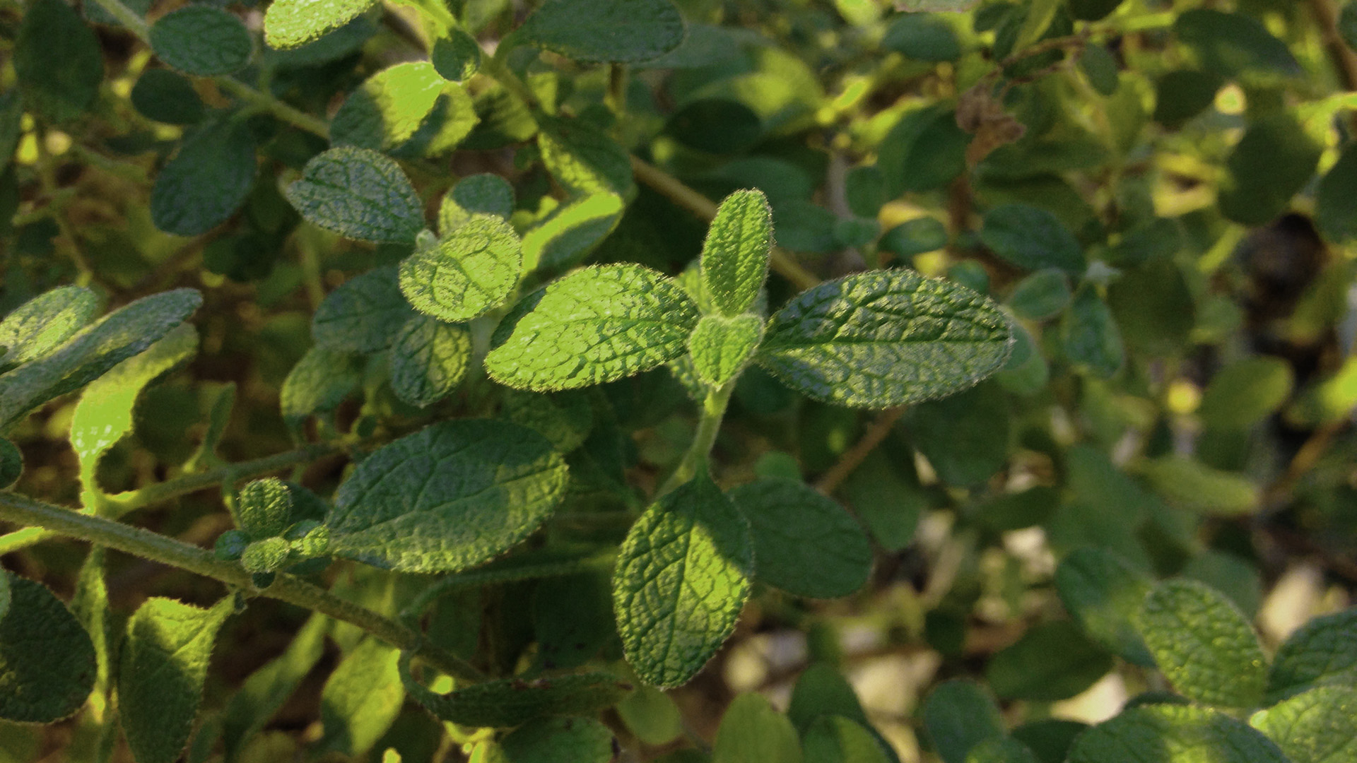 Harpiks-soløjetræ, blade