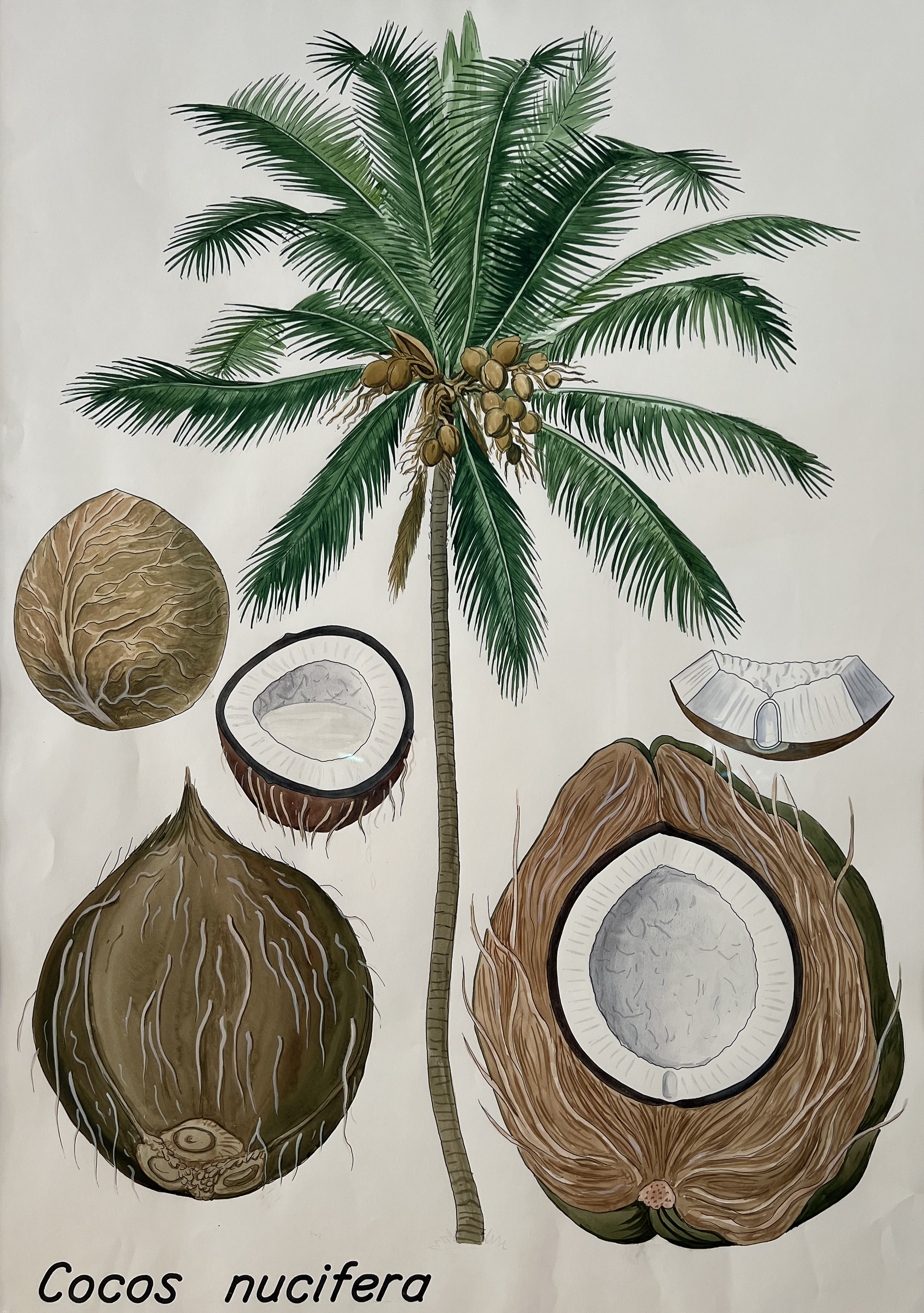 Undervisningsplanche  tegnet af Bent Johnsen. På planchen kan man se en gemmenskåret frugt med det fibrede lag, det hårde hvide frugtkød og  kokosvand