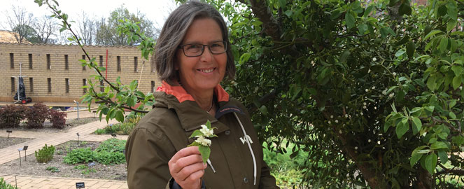 Anne Murmann fortæller om vilde og spiselige planter i Den medicinske urtehave på Steno Museet
